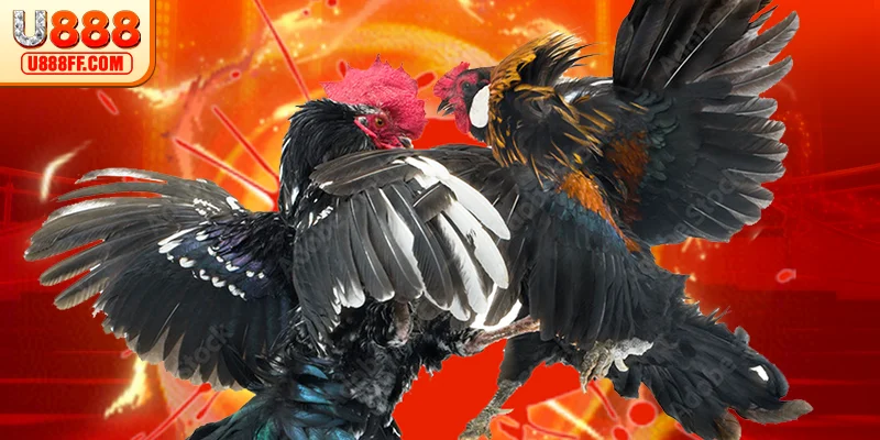 Khái quát chung chọi kê U888