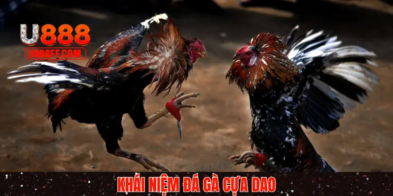 Đá gà cựa dao vô cùng khốc liệt và kịch tính